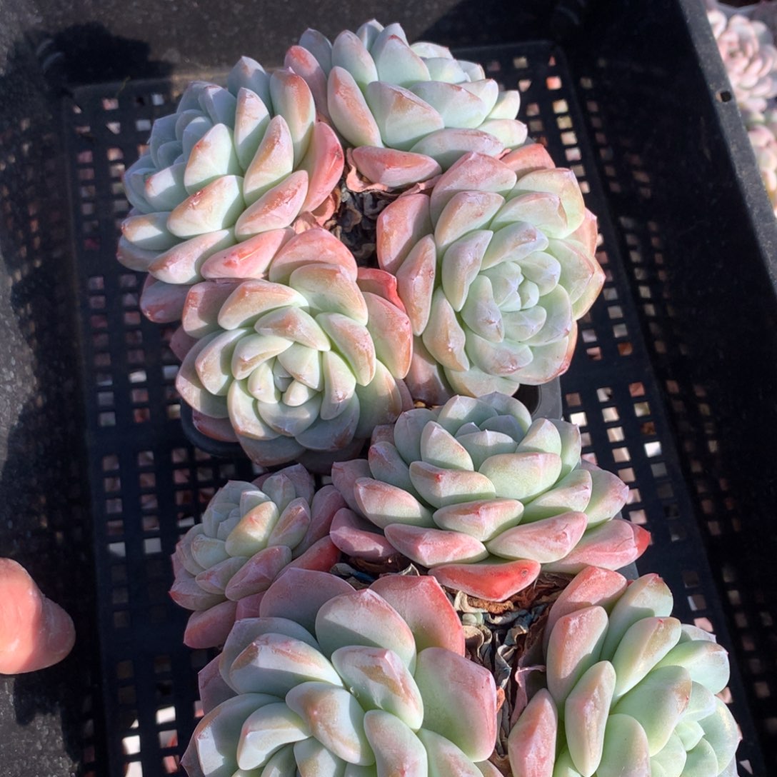 1204-17 套餐一组