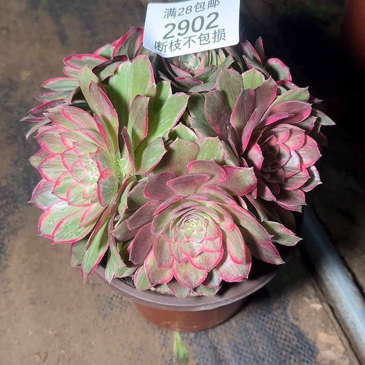 2902莲花座多肉植物