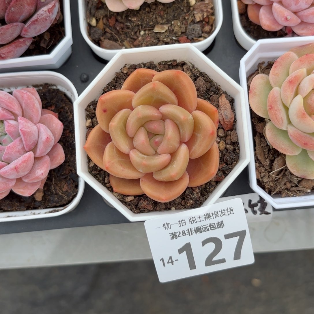 白兰地多肉多肉多肉