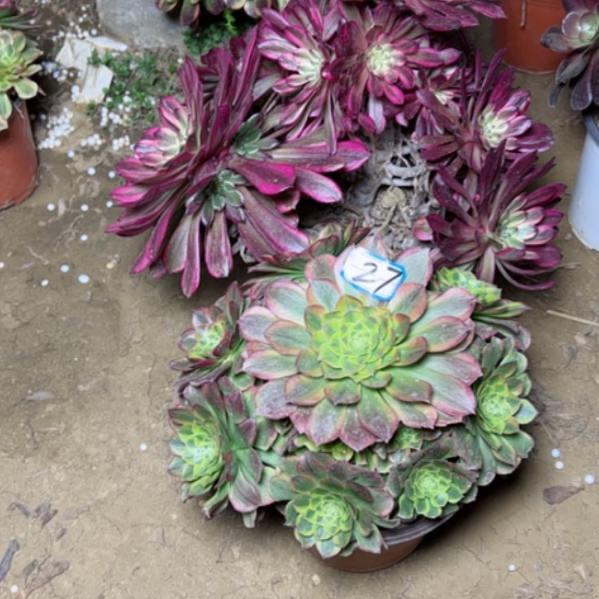 【闪购商品】多肉植物处理不售后27