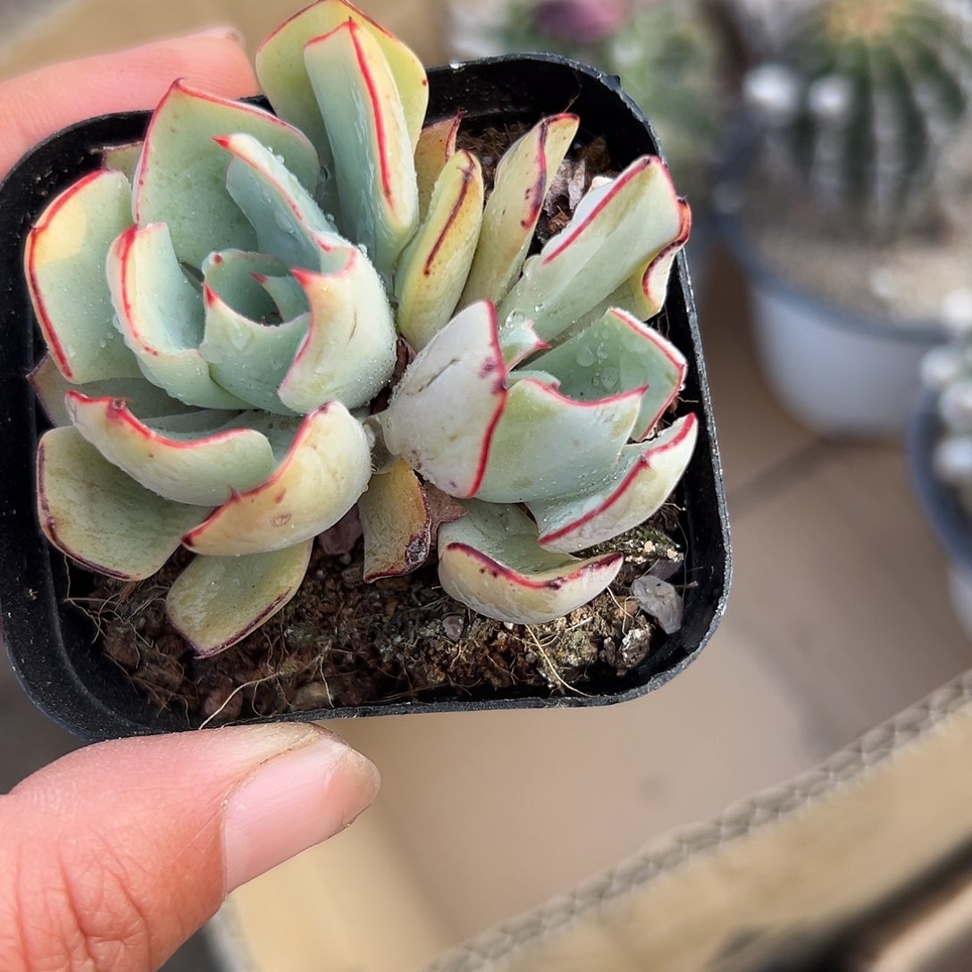 多肉植物剑斯诺娃