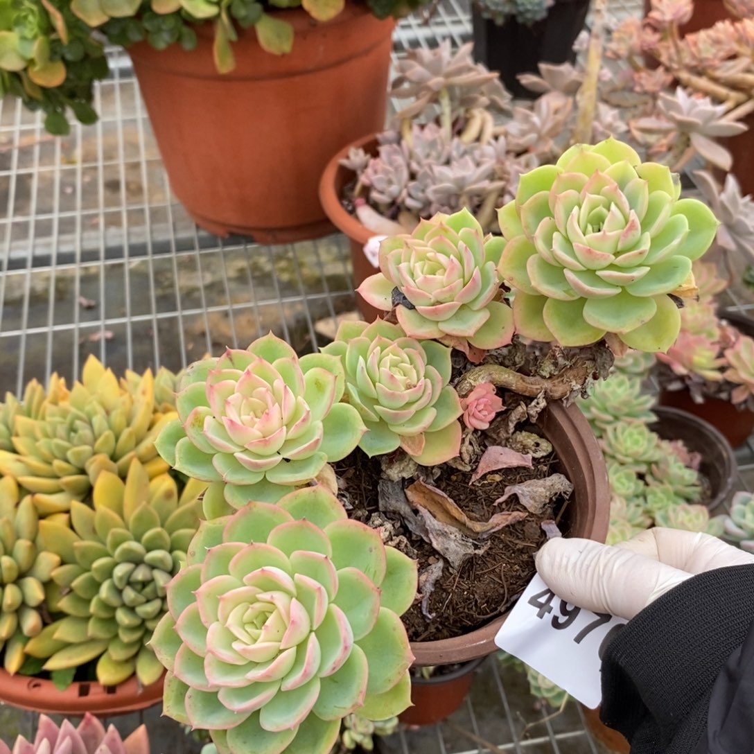 4970哈密瓜一物一拍