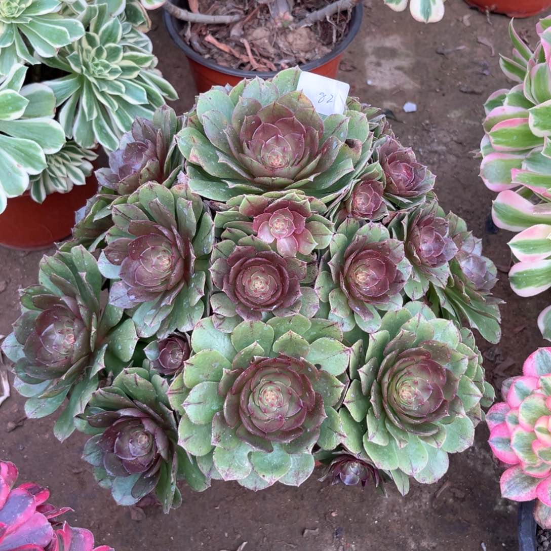 多肉植物万拉丝082