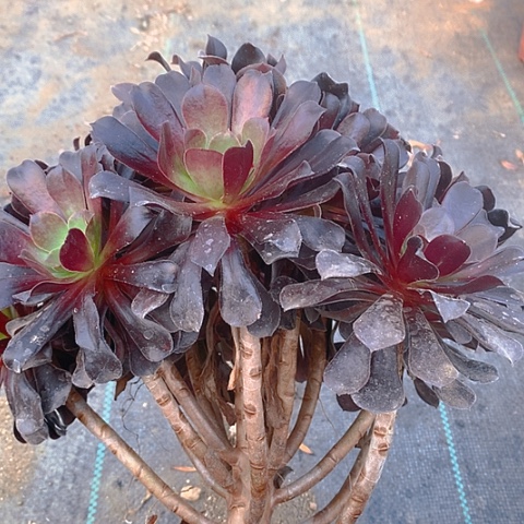 289欧紫多肉植物