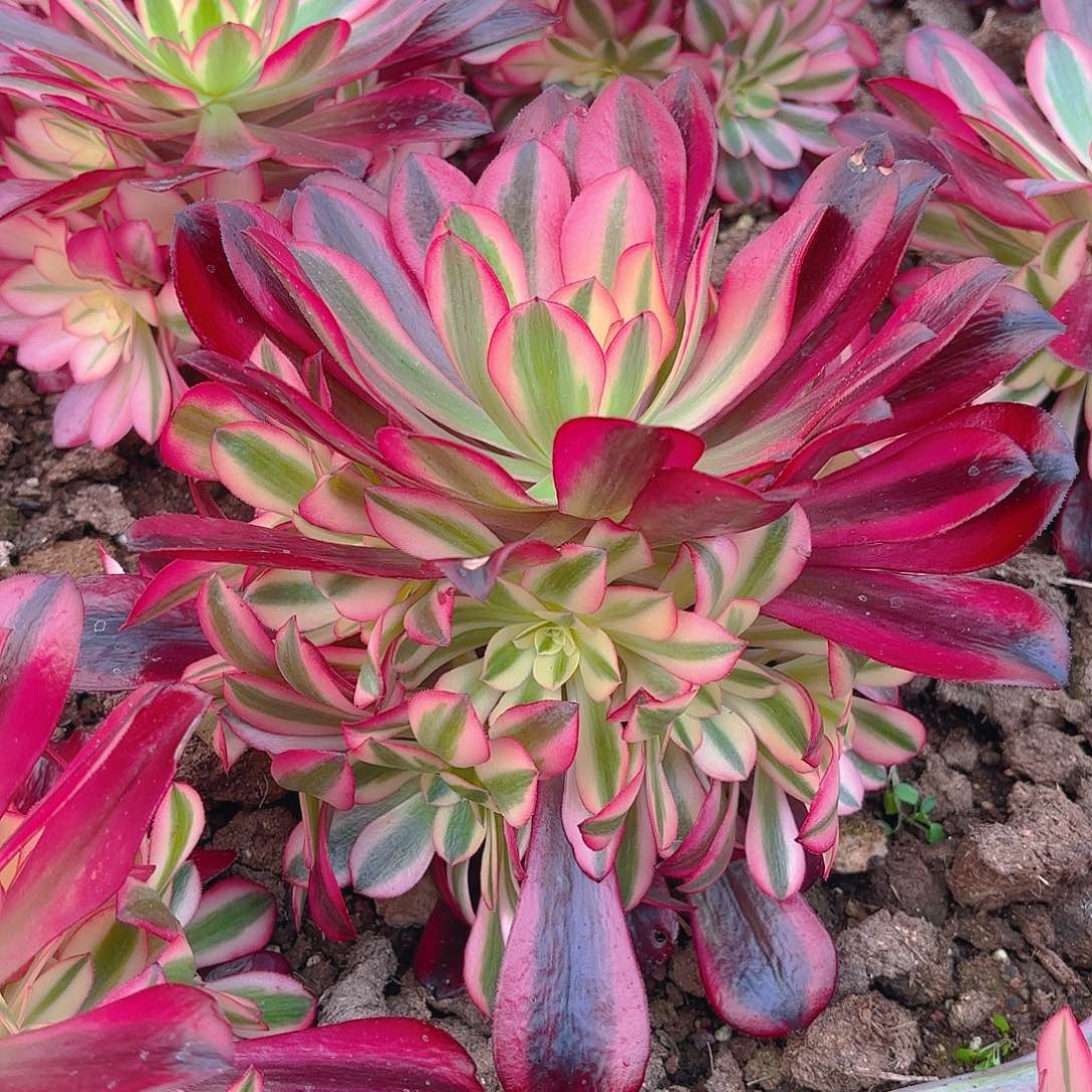 美杜莎手捧多肉植物