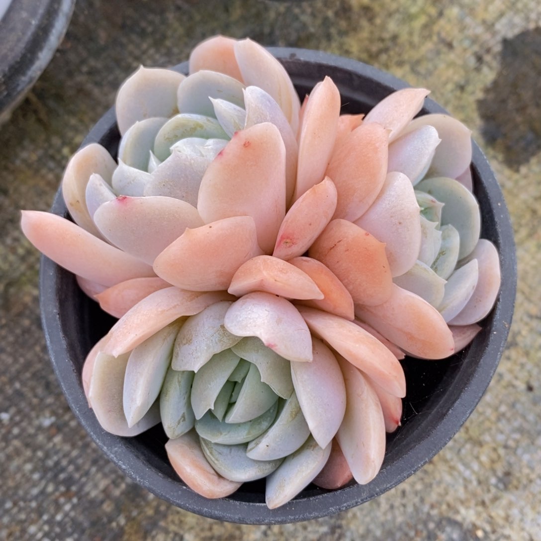 可问主播品种，下滑链接更多品种多肉选择