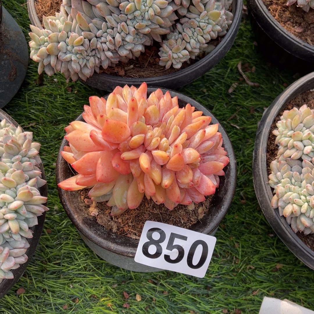 真***心850号148888888817888