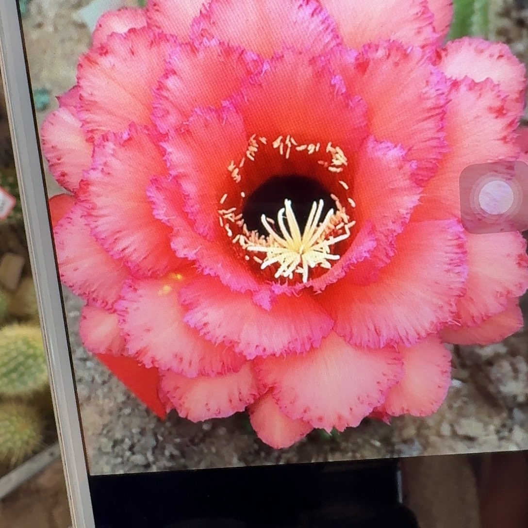克斯丁侧芽5公分毛花柱仙人球