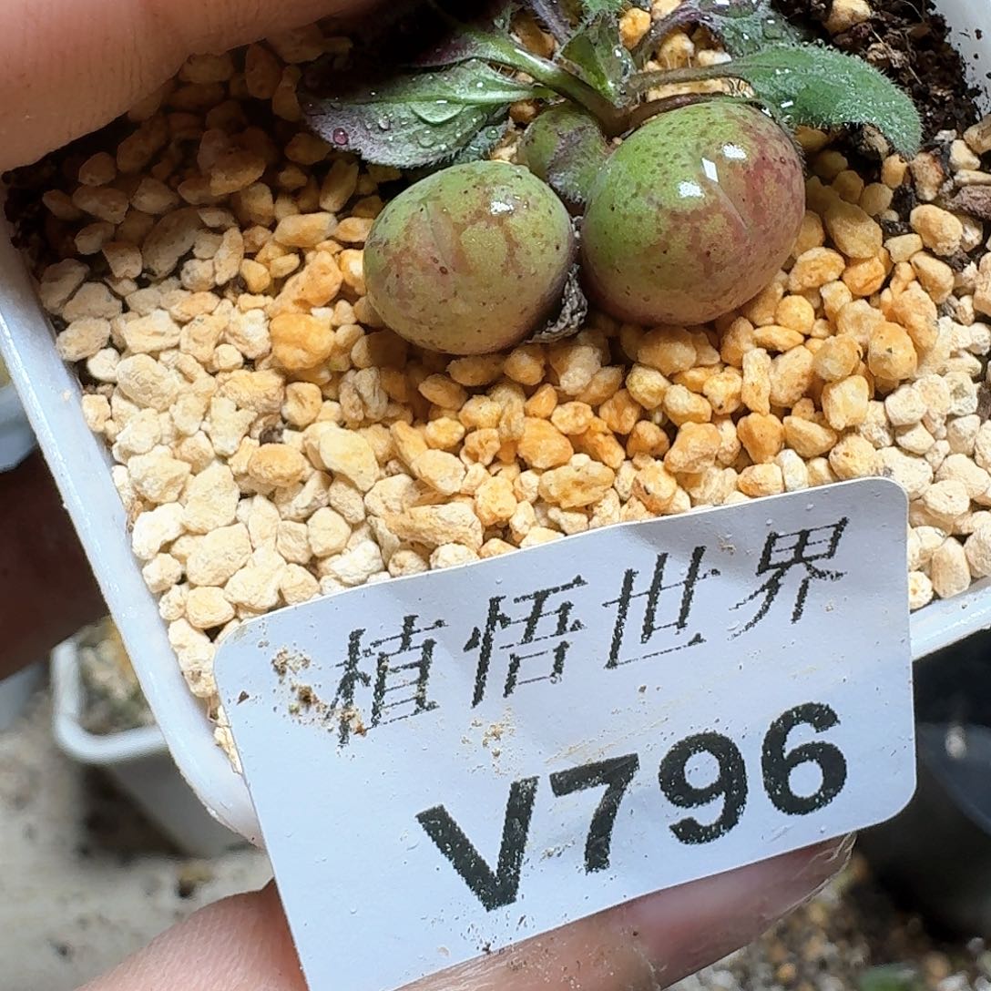 796盒多肉植物哇f v