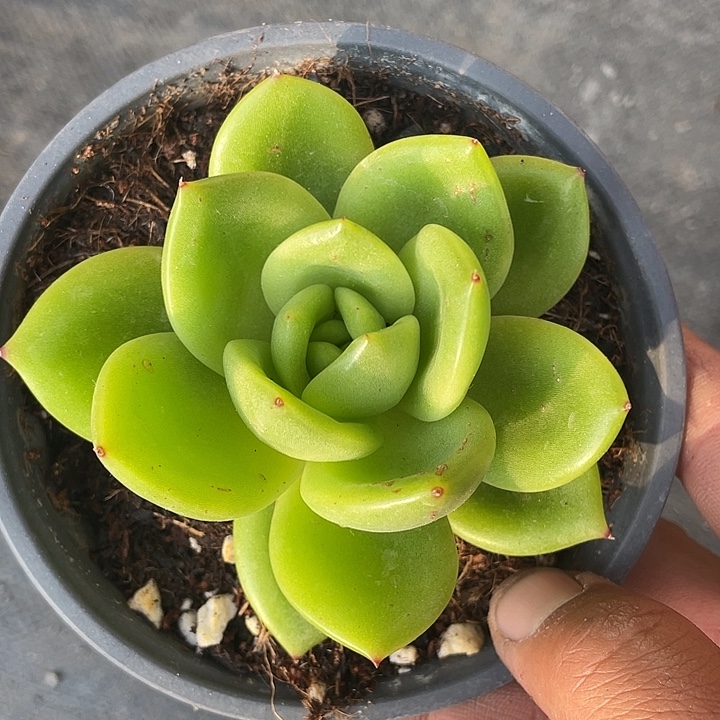 三***草小翠花多肉带盆发货