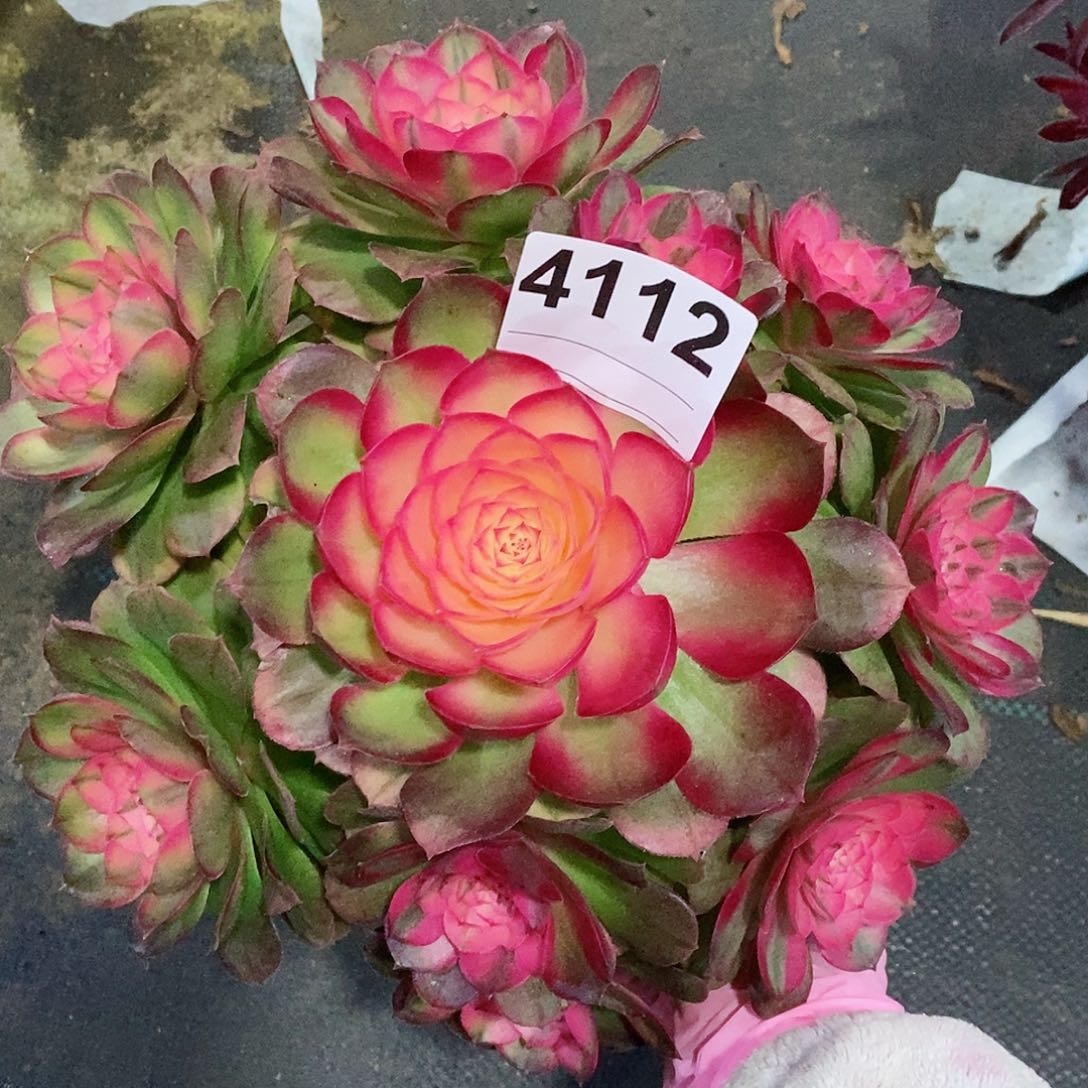 红陶4112荔枝冠22