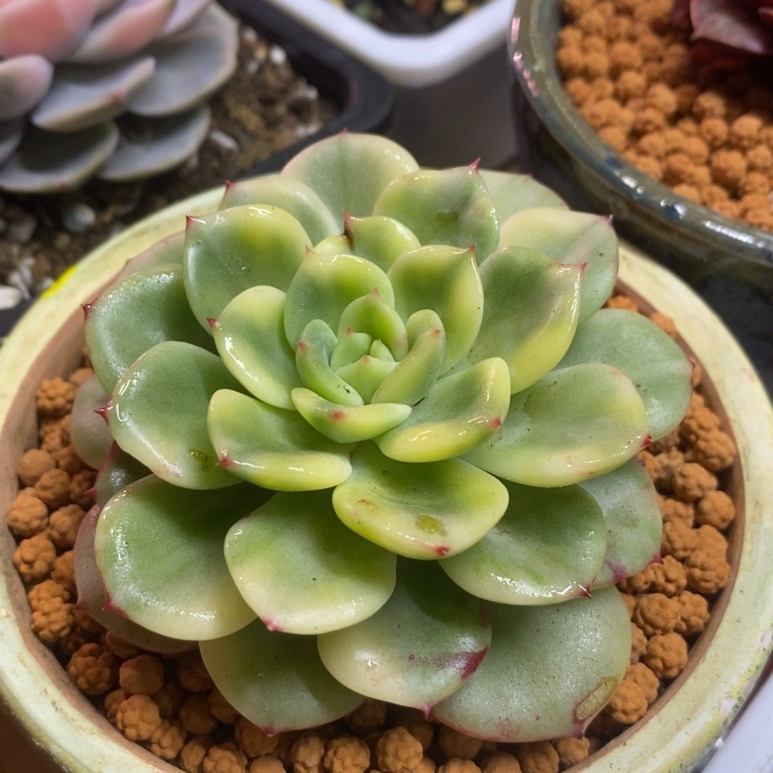 三文鱼锦杂交 多肉植物