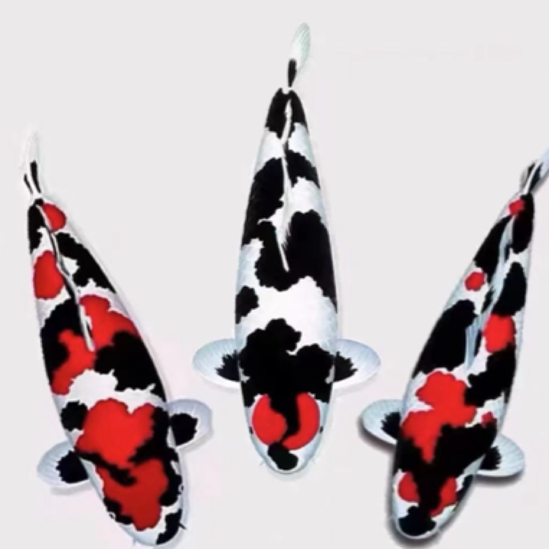 日本纯种锦鲤，色泽艳丽，体型优美，成长性强。