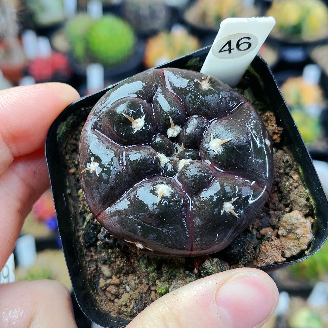 铅皮非偏远地区满25包邮发货仙人球