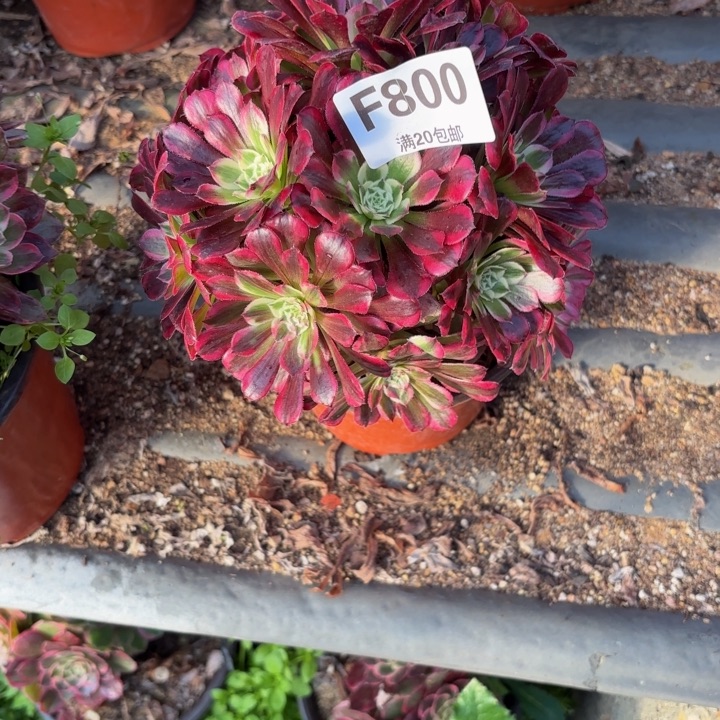 瑞妈，，。。。。。800同花顺，