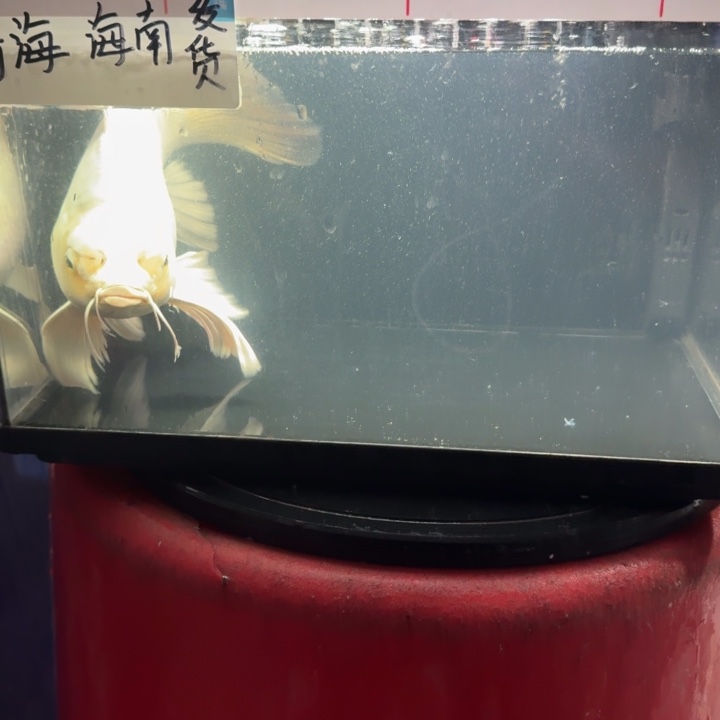 *****蝴蝶鲤鱼蝴蝶鲤78瑕疵