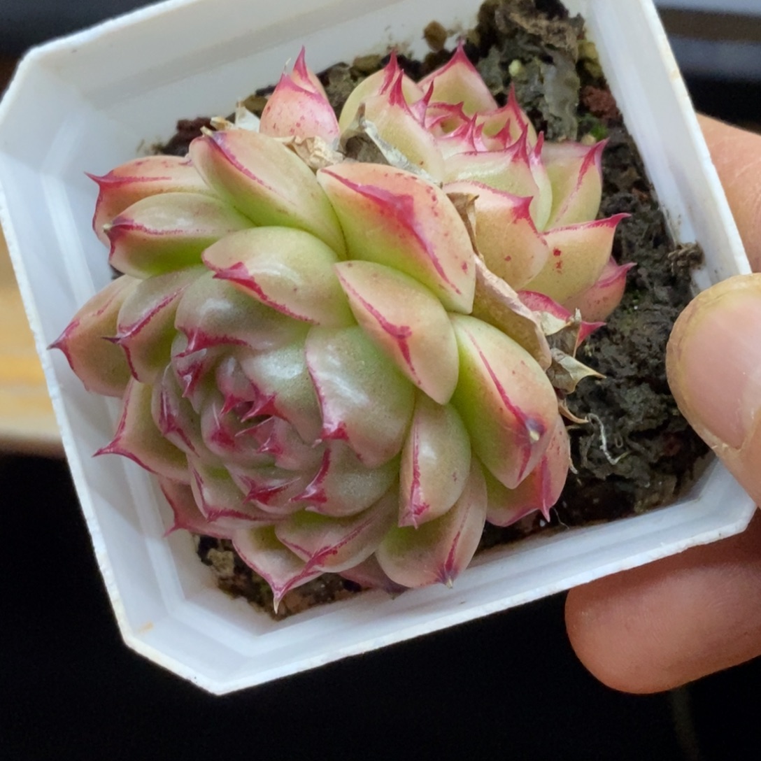 精品多肉一物一拍不包整102