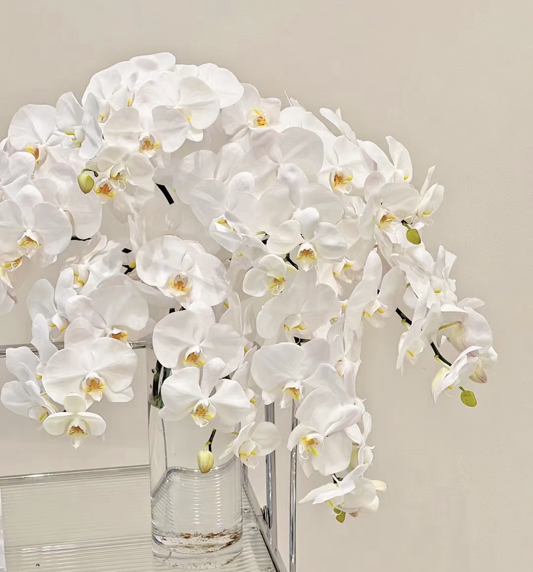 【白色蝴蝶兰】云南基地直发鲜花插水养室内鲜切花