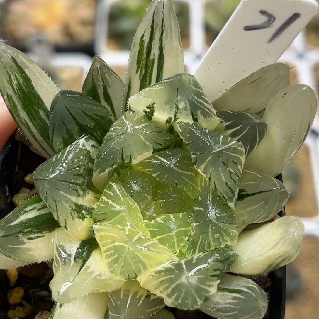 21大窗特大蓝镜玉露锦福利专场