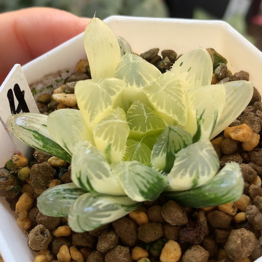 糊斑夏沫玉露锦带盆土带哦哦