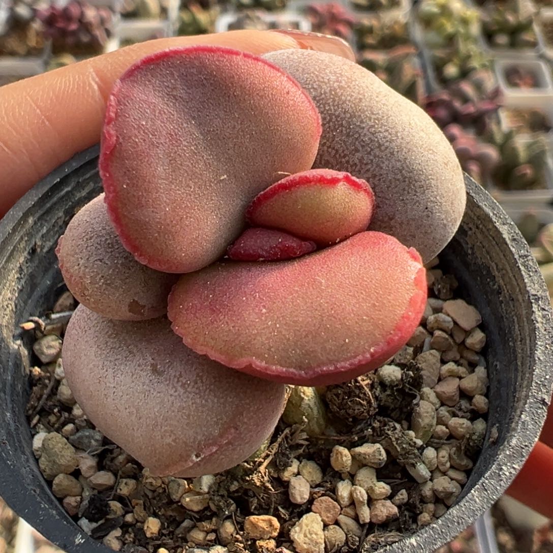 红蛋小花多肉植物桩