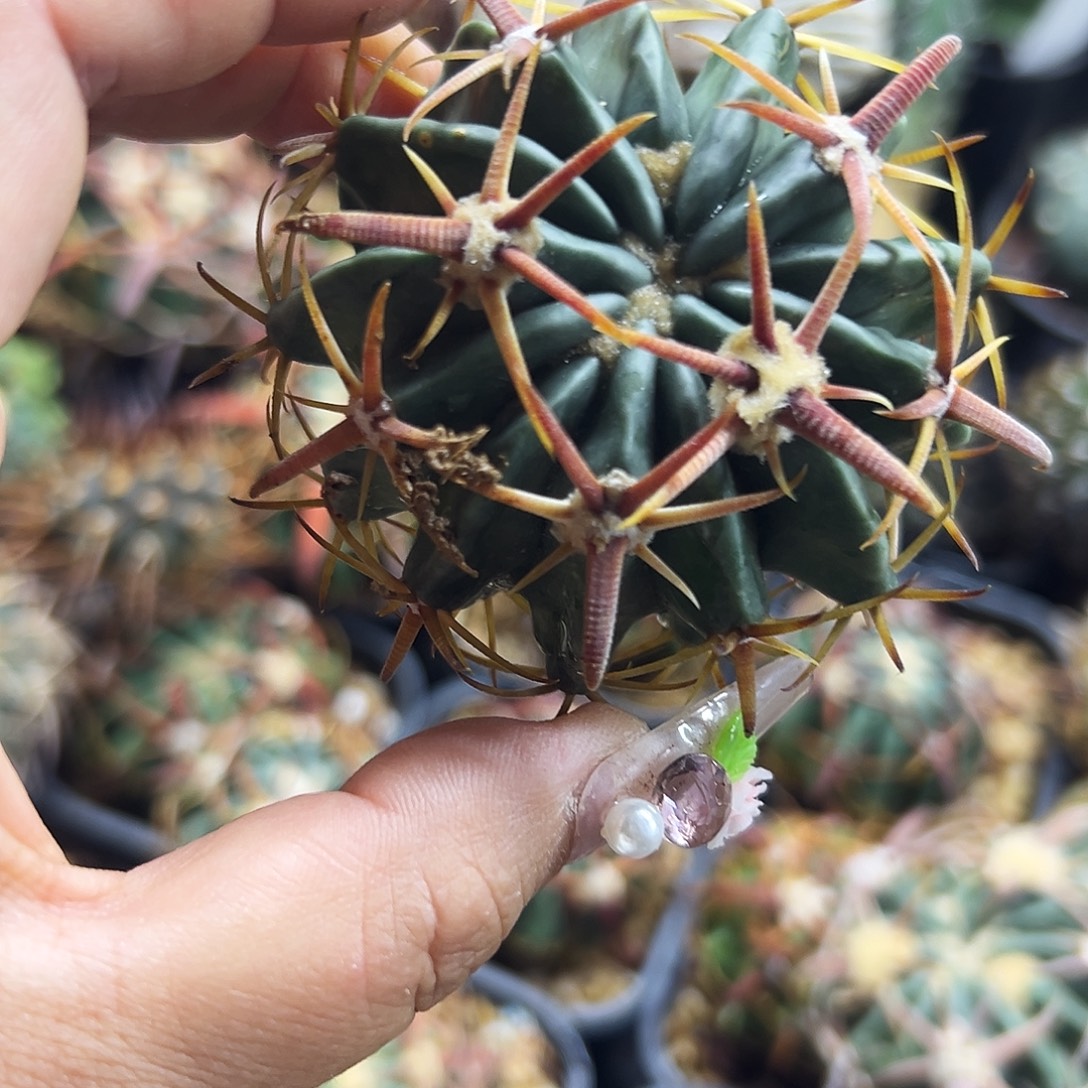 武藏有根仙人球66666666