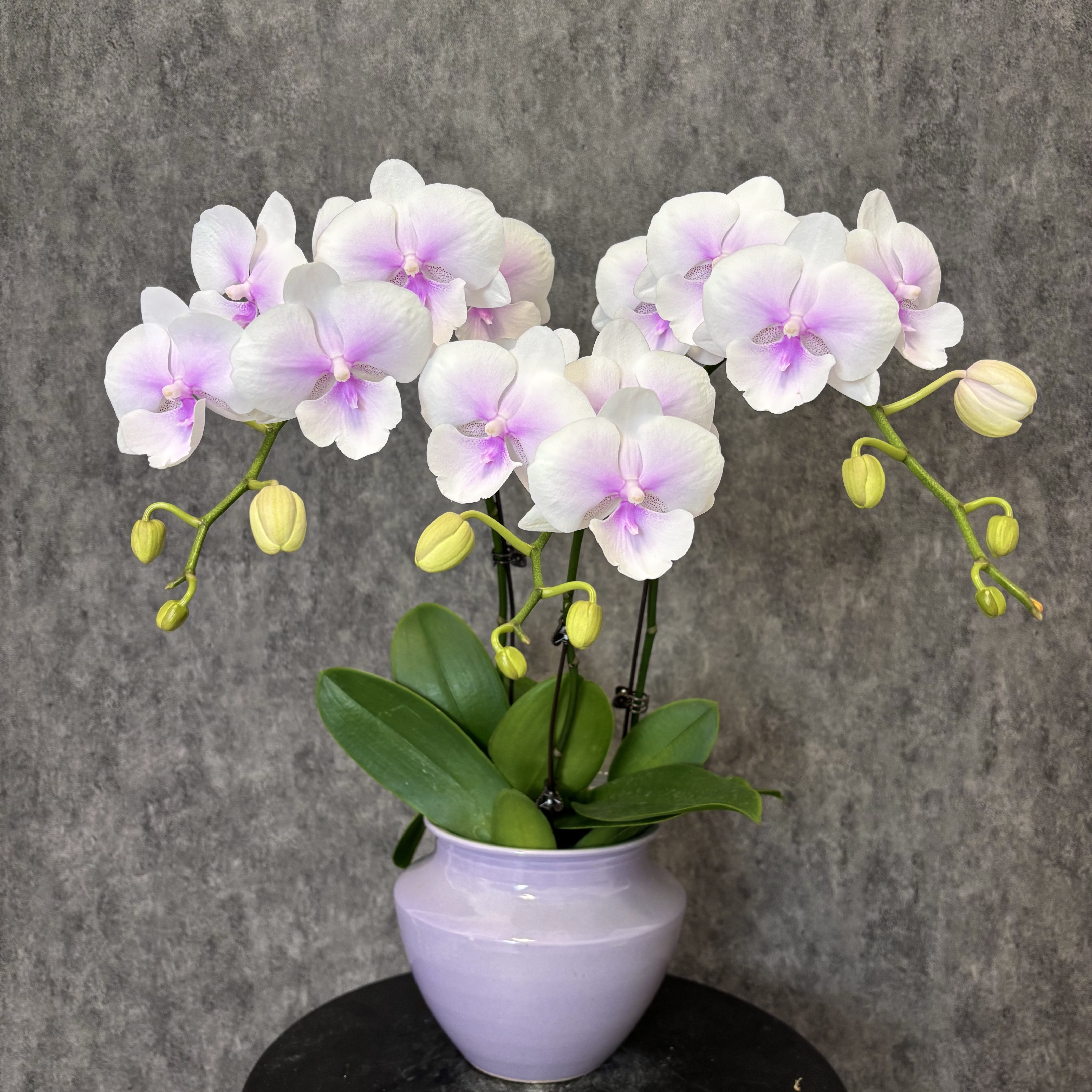 【德州姑娘-蝴蝶兰】鲜花 好养花期长 送礼装饰 室内观赏花