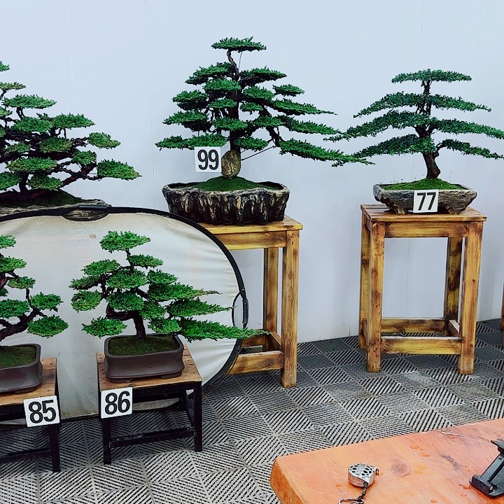 三***哥无花朵松柏盆景一物一拍