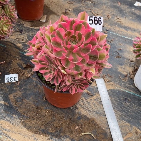 粉女巫多肉植物法师不包损