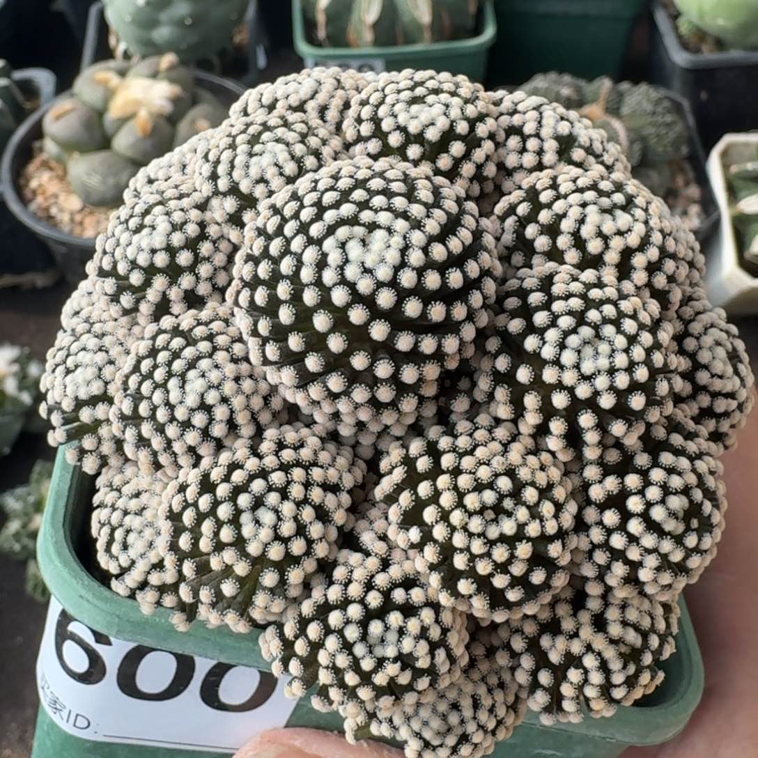 【闪购商品】苗接松针牡丹600