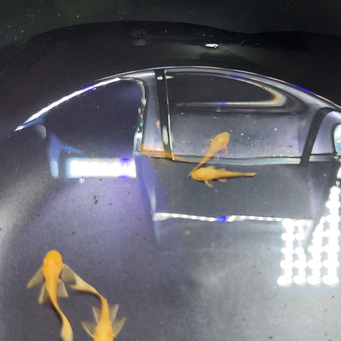 孔雀鱼黄金胡子六条