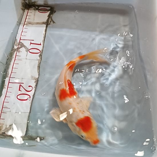 海水锦鲤冷水鱼好养耐活动