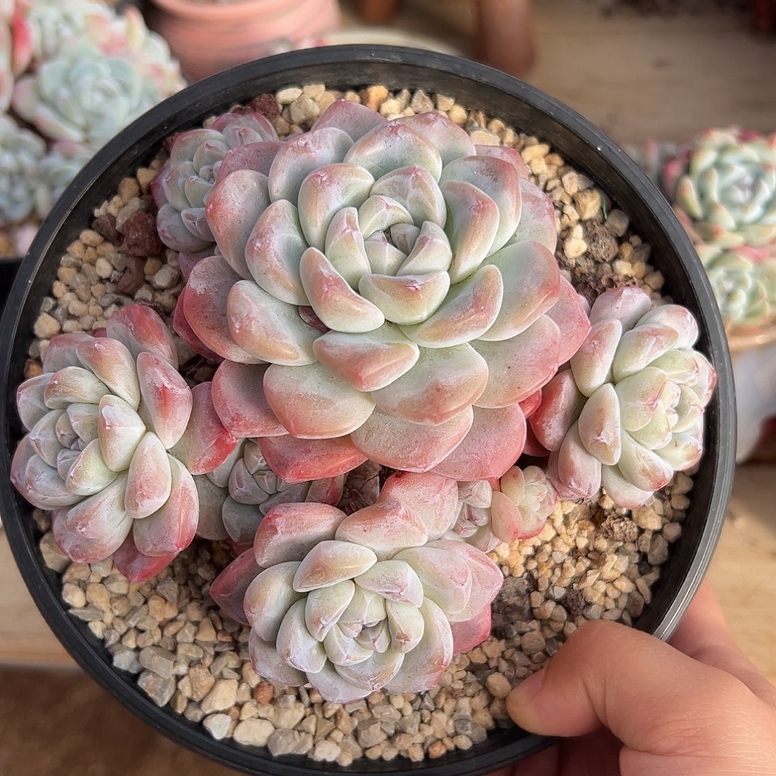 8头粗腿老桩冰玉无砍