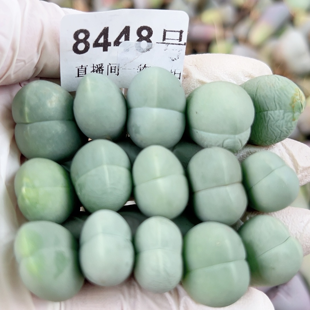 8448 好养易活生石花大母本15个