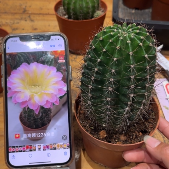 露露黄心紫6-7公分左右柱孑