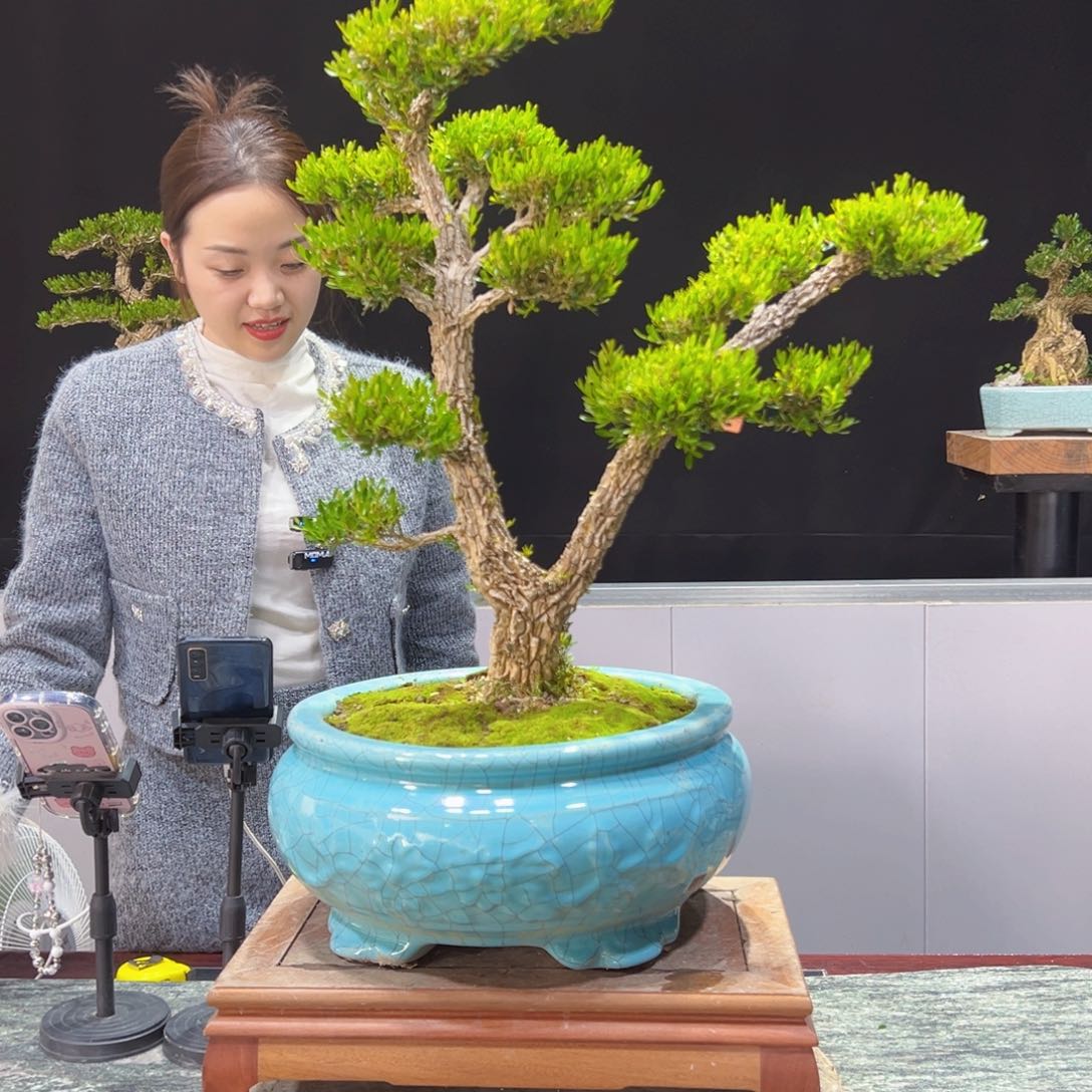 四季常青老桩黄杨盆景