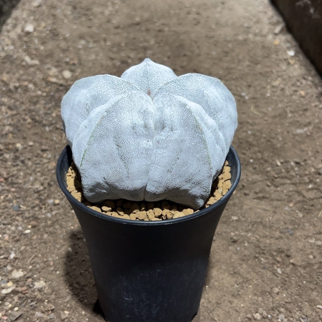 矮胖恩冢山川wwwwwwwwwww