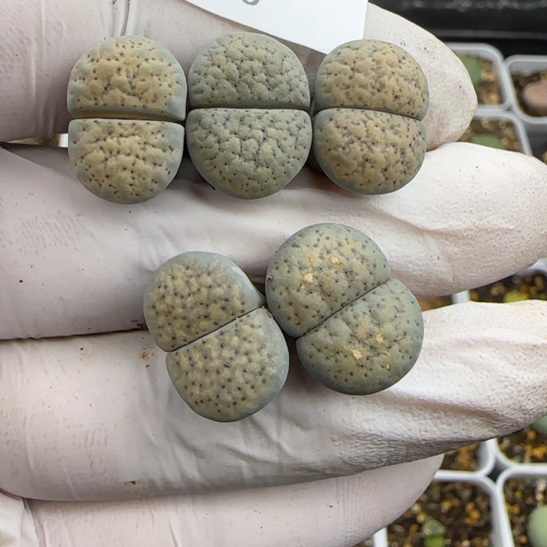 清***岗1230。默认脱土。18包邮。偏远88包邮