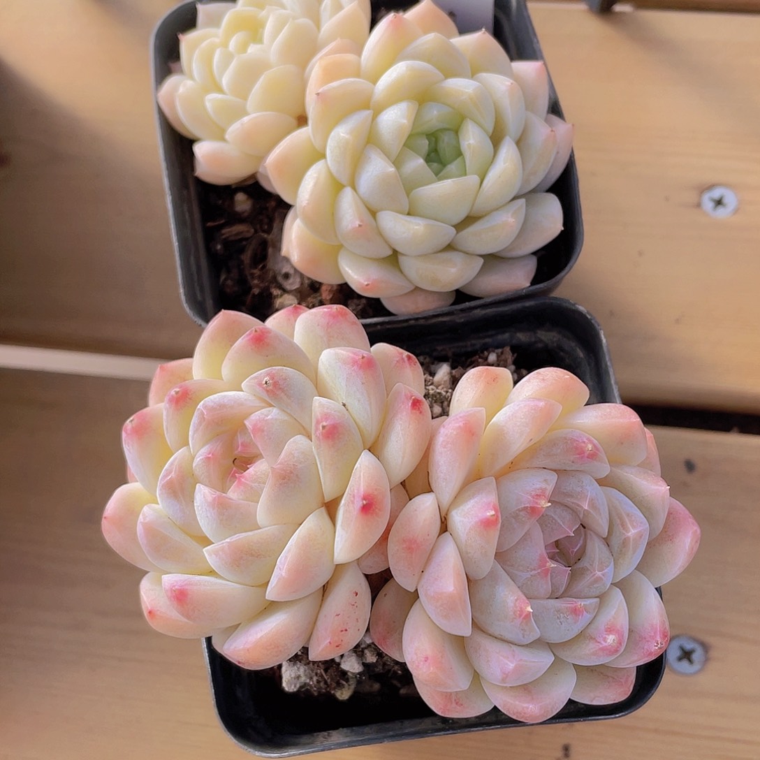 915号 天花板白桃汽水双头一个