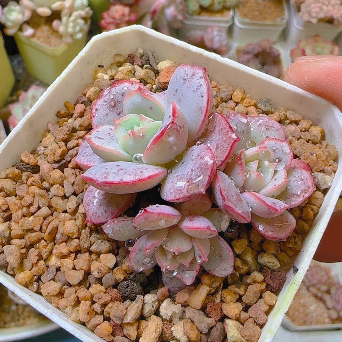 026，360，仙农出品多肉