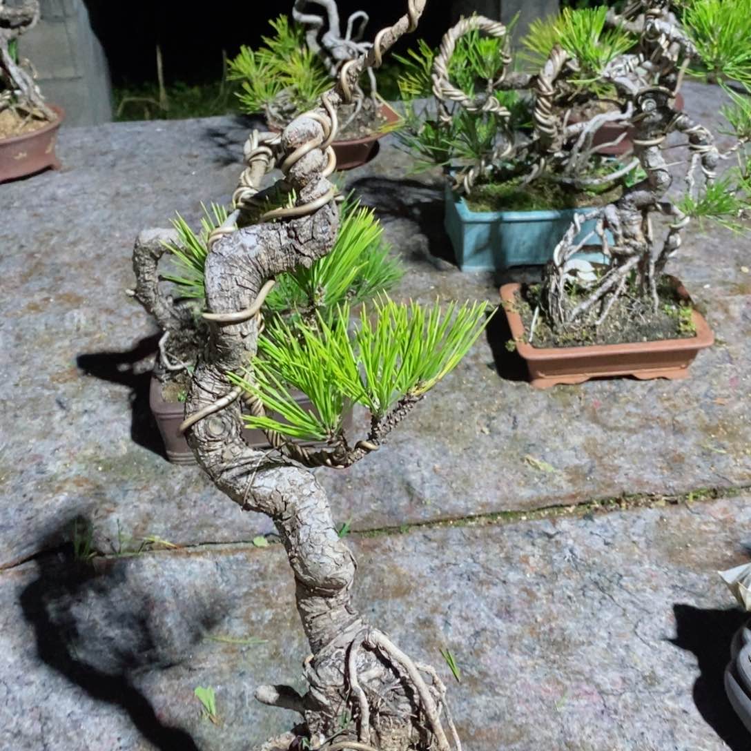 老*松树等经济作物的