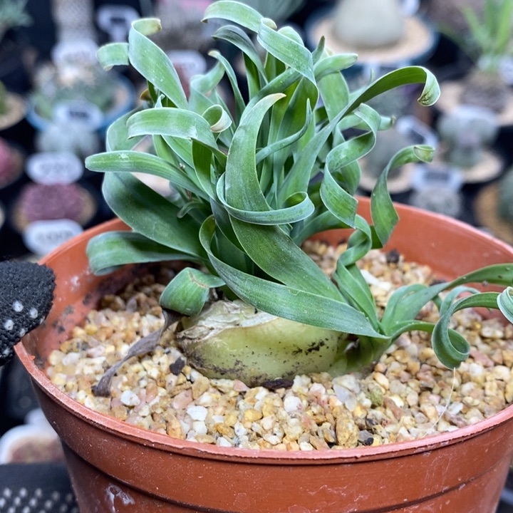 宽叶弹簧草150号3.6cm
