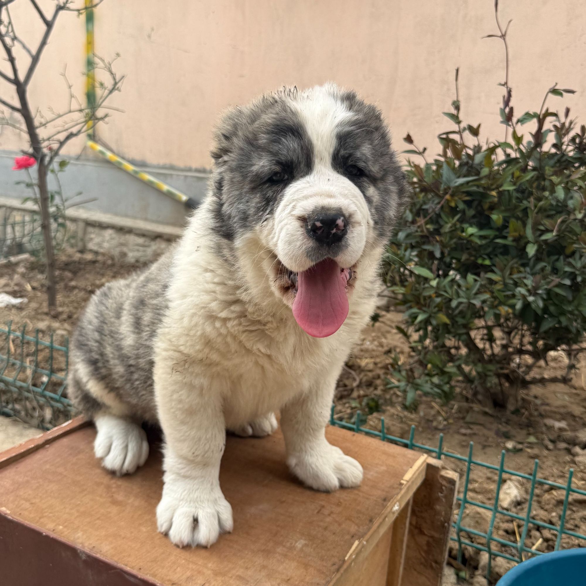 {小文家}狗狗活体