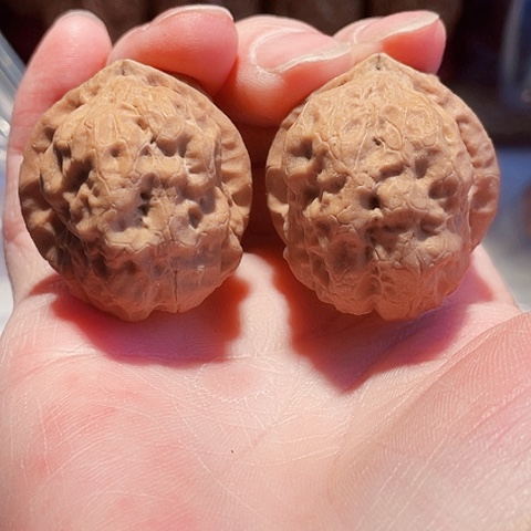 文玩核桃把件金砖舍利带彩微磕39+