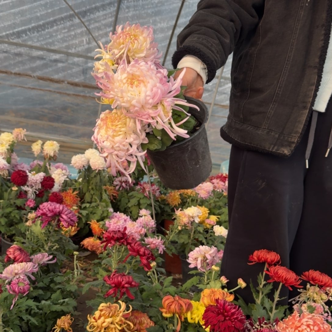 ****完全开放国华初樱