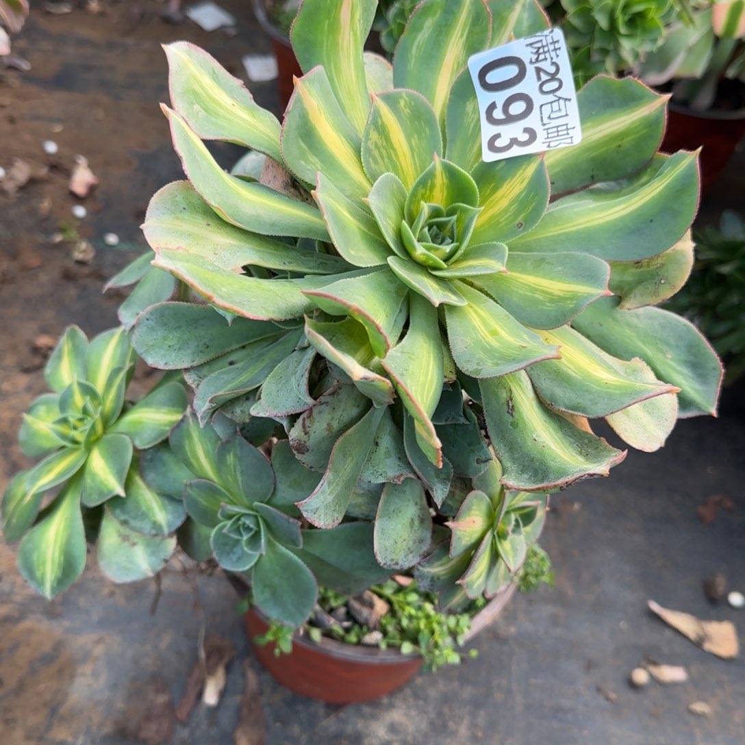 黄中斑093满20包邮断枝不包