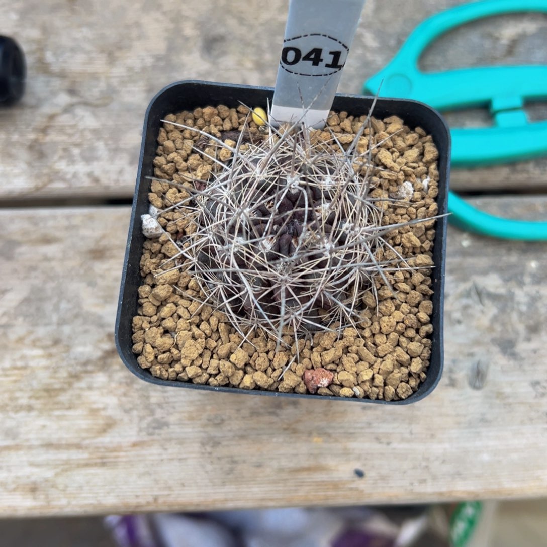 夏*被仙人球多肉植物带盆土