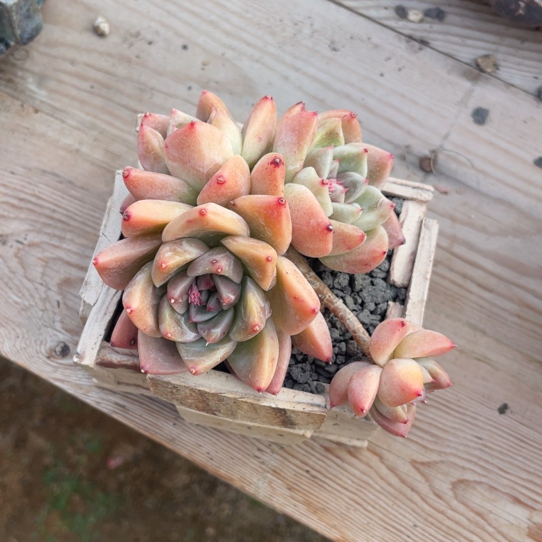 带盆发货多肉植物