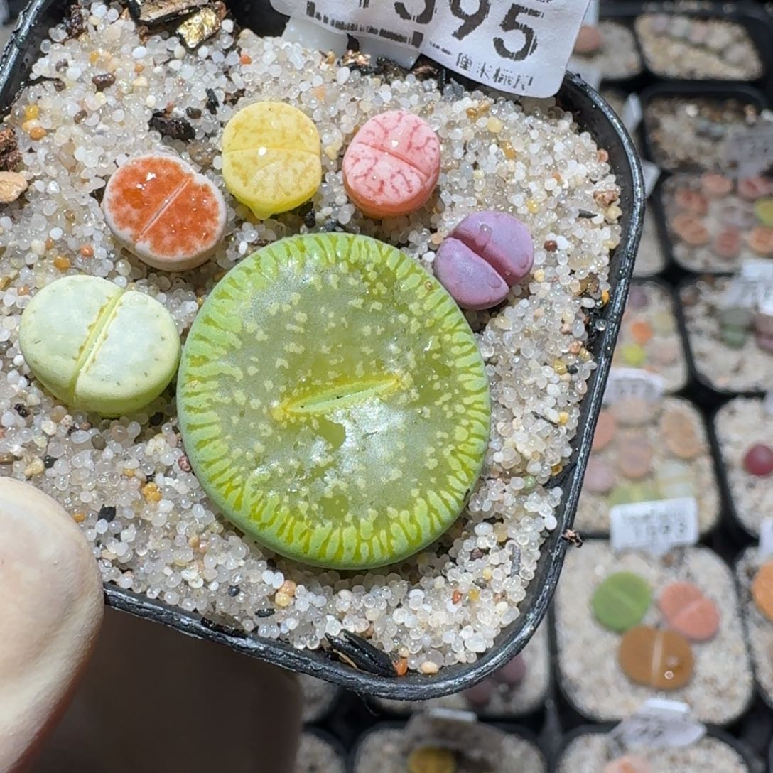 L****z小黄车里捡漏啦1595