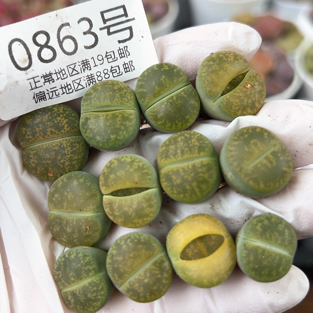 好养易活生石花大母本0863